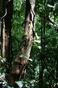 trees-costa-rica-rain-forest-forest-315811.jpg