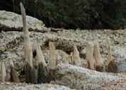 driftwood-beach-shore-timber-sea-397838.jpg