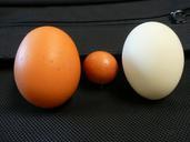 egg-chicken-eggs-brown-white-279870.jpg