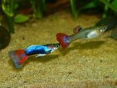 aquarium-fish-animals-nature-water-626558.jpg