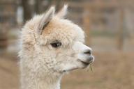 alpaca-pako-mammal-wool-814953.jpg