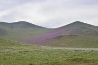 hills-flowering-desert-flowers-960107.jpg