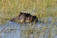 hippo-hippopotamus-river-water-73140.jpg