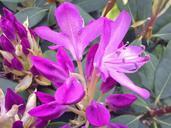 rhododendron-pink-vernal-117462.jpg