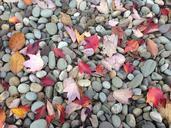 pebbles-leaves-fall-stone-leaf-820720.jpg