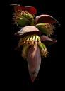 banana-flower-small-bananas-shrub-231252.jpg