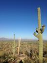 desert-cactus-arizona-362500.jpg