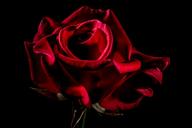 red-rose-rose-rose-bloom-blossom-320888.jpg