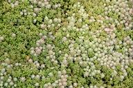 succulents-green-periwinkle-1405514.jpg