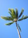 palm-tree-blue-sky-1021940.jpg