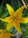 lily-yellow-flower-plant-spring-603804.jpg