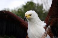 raptor-eagle-beak-flexing-wings-521176.jpg