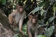 monkeys-borneo-wildlife-malaysia-1351743.jpg