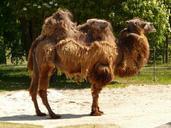 camel-zweihoeckriges-mammal-77083.jpg