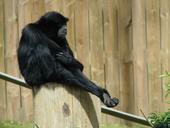 siamang-gibbon-primate-sitting-951170.jpg