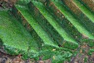 steps-green-mosses-wild-growing-211757.jpg