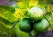 lime-lemon-slice-green-whole-1549327.jpg