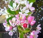 orchard-spring-flowers-blossom-57131.jpg