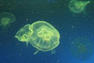 jellyfish-marine-life-568742.jpg