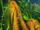 aquarium-fish-animals-nature-water-626557.jpg