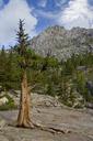 lake-tahoe-pine-trees-nature-369824.jpg