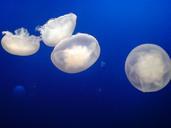 jellyfish-sea-aquarium-497275.jpg