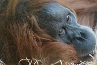 animals-primate-ape-orang-utan-1088378.jpg