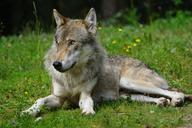 wolf-predator-pack-animal-1482479.jpg