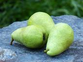 pears-orchard-fruit-still-life-1646244.jpg