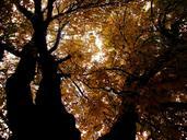 autumn-leaves-color-golden-autumn-575190.jpg