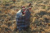 apples-bag-harvest-autumn-986505.jpg