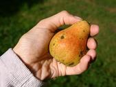 pear-fruit-orchard-streuobstbirne-482606.jpg