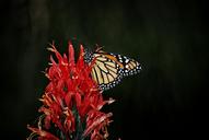 monarch-butterfly-nymphalidae-wings-1697501.jpg