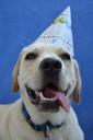 labrador-retriever-dog-birthday-1636211.jpg