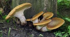 bracket-fungi-mushroom-mushrooms-93733.jpg