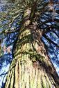 tree-sequoia-tree-trunk-tall-bark-243635.jpg