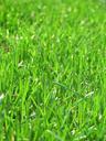 grass-green-lawn-mow-growth-534275.jpg