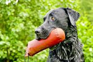 labrador-retriever-retrieve-1114828.jpg