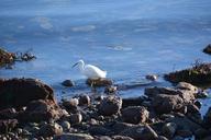 bird-egret-wader-fauna-animal-814936.jpg