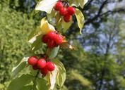 berries-cornel-cornus-dogwood-red-87368.jpg