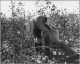 Near_Coolidge,_Arizona._White_cotton_picker_gathers_the_lint._-_NARA_-_522238.jpg