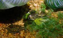 animals-turtles-reptile-water-cute-1560917.jpg