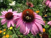 cone-flower-flower-bee-pink-1331062.jpg