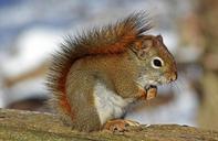 red-squirrel-rodent-nature-wildlife-570936.jpg