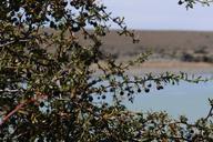 calafate-fruit-patagonia-269491.jpg