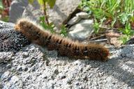 caterpillar-insects-macro-nature-391284.jpg