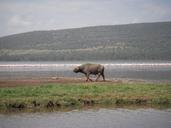 buffalo-animal-nature-landscape-475977.jpg