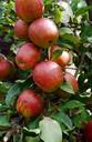 apples-fruit-apple-tree-food-498659.jpg