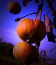 apples-autumn-fruit-garden-harvest-930670.jpg