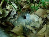 forest-cobweb-foliage-forest-litter-633873.jpg